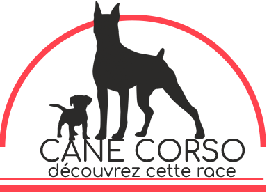 Cane Corso : découvrez cette race